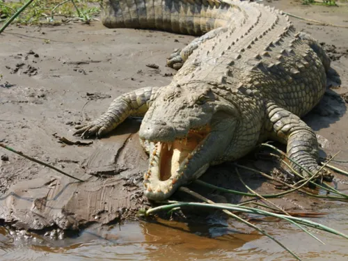 Un touriste se fait attaquer par un crocodile qu’il pensait être un...